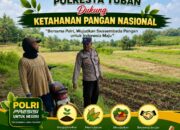 Dukung Astacita, Polsek Jatirogo Polresta Tuban Pantau Langsung Lahan Jagung milik warga Desa Bader