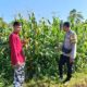Bhabinkamtibmas Desa Jurumapin Sambangi Petani dan Pantau Pertumbuhan Tanaman Jagung