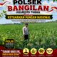 MONITORING KETAHANAN PANGAN TANAMAN JAGUNG
