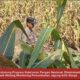 Bhabinkamtibmas Polsek Widang Monitoring Pertumbuhan Jagung