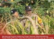 Mendukung Program Ketahanan Pangan, Polsek Widang Patroli Kawasan Lahan Pertanian Jagung