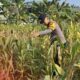 Bhabinkamtibmas Polsek Widang Monitoring Pertumbuhan Jagung