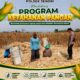 Anggota Bhabinkamtibmas Polsek Senori Polres Tuban Turun ke Ladang, Bantu Warga Desa Medalem Panen Jagung