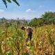 Polri Dukung Astacita, Polsek Grabagan Polresta Tuban Turun Cek Tanaman jagung milik Warga di Desa Grabagan