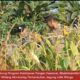 Bhabinkamtibmas Polsek Widang Monitoring Pertumbuhan Jagung