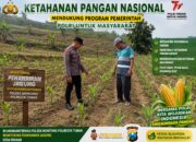 Polsek Montong Polresta Tuban Turun Cek Tanaman jagung Warga di Desa Bringin
