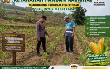 Polsek Montong Polresta Tuban Turun Cek Tanaman jagung Warga di Desa Bringin