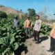 Bhabinkamtibmas Desa Adu Pantau Lahan Tembakau, Cegah Konflik Antarwarga