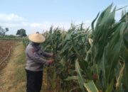 Polri Dukung Astacita, Polsek jenu Polres Tuban Turun Cek Tanaman Jagung Warga di Desa Beji