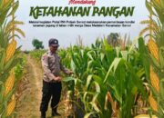 Polsek Tambakboyo Polresta Tuban Dampingi Petani Cek Lahan Jagung, Dukung Program Ketahanan Pangan
