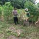 Polsek Grabagan Polresta Tuban Turun Langsung Cek Tanaman Jagung Warga