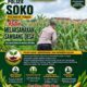 Polsek Soko Polresta Tuban Turun Langsung Cek Tanaman Jagung Warga