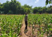 POLRI MENDUKUNG PROGRAM ASTACITA PRESIDEN RI, ANGGOTA POLSEK PARENGAN POLRESTA TUBAN LAKSANAKAN PENDAMPINGAN PETANI JAGUNG DI DESA SUKOREJO KEC. PARENGAN