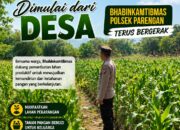 POLRI MENDUKUNG PROGRAM ASTACITA PRESIDEN RI, ANGGOTA POLSEK PARENGAN POLRESTA TUBAN LAKSANAKAN PENDAMPINGAN PETANI JAGUNG DI DESA SUKOREJO KEC. PARENGAN