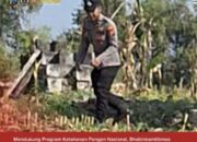 Bhabinkamtibmas Polsek Widang Monitoring Pertumbuhan Jagung