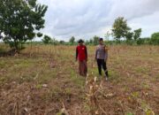 Polsek Tambakboyo Polresta Tuban Turun ke Ladang, Dampingi Petani Wujudkan Ketahanan Pangan