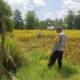 Dukung Program Prioritas Presiden, Bhabinkamtibmas Desa Ngeru Sambangi Petani Padi di Dusun Kalijaga