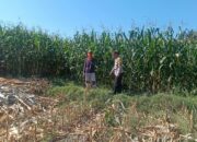 Dukung Ketahanan Pangan Nasional, Bhabinkamtibmas Desa Tarusa Sambangi Petani yang Sedang Panen Jagung