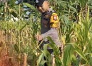 Bhabinkamtibmas Polsek Widang Monitoring Pertumbuhan Jagung