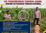 POLISI RW POLSEK KENDURUAN POLRESTA TUBAN CEK PERKEMBANGAN TANAMAN JAGUNG, DUKUNG KETAHANAN PANGAN NASIONAL
