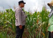 Polsek Tambakboyo Polresta Tuban Lakukan Monitoring Lahan Jagung Guna Dukung Ketahanan Pangan