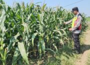 Polri Dukung Astacita, Polsek jenu Polres Tuban Turun Cek Tanaman Jagung Warga di Desa Tasikharjo