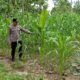 Dekat dengan Lahan, Polsek Tambakboyo Kawal Pertumbuhan Jagung Warga