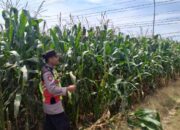 Polri Dukung Astacita, Polsek jenu Polres Tuban Turun Cek Tanaman Jagung Warga di Desa Jenu