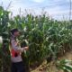 Polri Dukung Astacita, Polsek jenu Polres Tuban Turun Cek Tanaman Jagung Warga di Desa Jenu