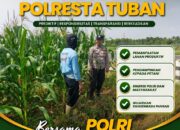 Polsek Tuban Bersama Petani Dukung Swasembada Pangan untuk Indonesia Maju