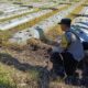 Dorong Pemanfaatan Pekarangan dan Lahan Produktif, Bhabinkamtibmas Desa Karang Dima Sambangi Petani Tomat