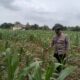 Polsek Bangilan Terus Bergerak Dukung Ketahanan Pangan Tanaman Jagung
