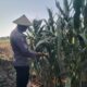 Polri Dukung Astacita, Polsek jenu Polres Tuban Turun Cek Tanaman Jagung Warga di Desa Kaliuntu