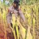 Bhabinkamtibmas Polsek Widang Monitoring Pertumbuhan Jagung
