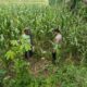 Polsek Tambakboyo Monitoring Lahan Jagung, Dukung Program Ketahanan Pangan