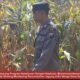 Mendukung Program Ketahanan Pangan, Bhabinkamtibmas Monitoring Pertumbuhan Jagung