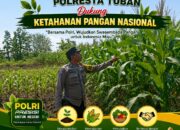 Dukung Asta Cita, Polsek Jatirogo Turun Langsung Pantau Ladang Jagung Warga Desa Jatiklabang