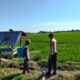 Dukung Ketahanan Pangan Nasional, Bhabinkamtibmas Desa Motong Sambangi Petani Padi dan Dorong Pemanfaatan Pekarangan