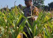 Mendukung Program Ketahanan Pangan, Bhabinkamtibmas Monitoring Pertumbuhan Jagung