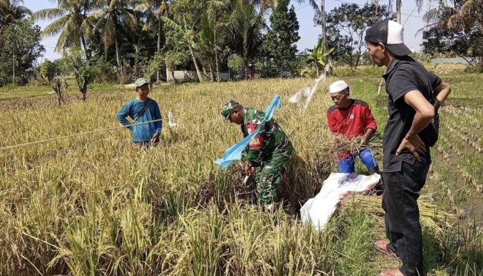 Babinsa Midang Dampingi Petani Hitung Potensi Panen
