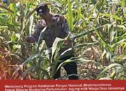 Mendukung Program Ketahanan Pangan, Bhabinkamtibmas Monitoring Pertumbuhan Jagung