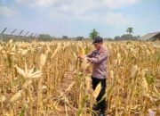 Polri Dukung Astacita, Polsek jenu Polres Tuban Turun Cek Tanaman Jagung Warga di Desa Sumurgeneng