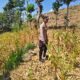 Polsek Grabagan Polresta Tuban Turun Langsung Cek Tanaman Jagung Warga