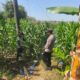 DALAM RANGKA MENDUKUNG PROGRAM KETAHANAN PANGAN, ANGGOTA POLSEK PARENGAN POLRESTA TUBAN SAMBANGI PETANI JAGUNG DI DESA SUKOREJO KEC. PARENGAN.