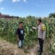 Bhabinkamtibmas Desa Bagik Papan Jalin Silaturahmi, Cek Tanaman Jagung, dan Sampaikan Himbauan Kamtibmas kepada Warga