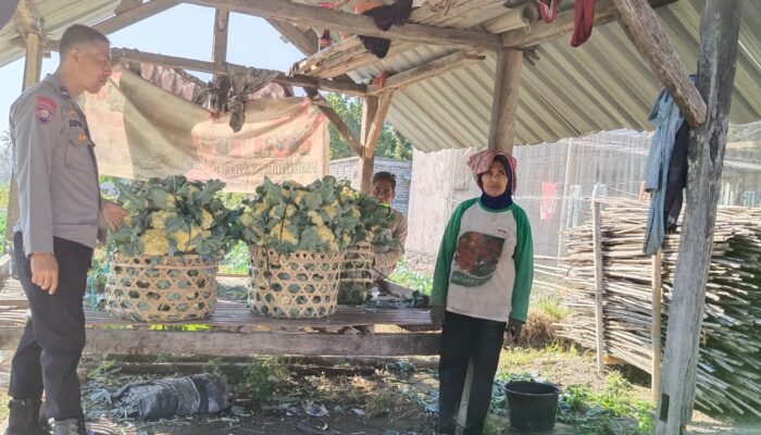  Bhabinkamtibmas Pohgading Timur Cek Panen Brokoli, Dukung Ketahanan Pangan dan Sampaikan Himbauan Kamtibmas
