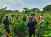 Bantu Ekonomi Warga, Polsek Batulayar Dorong Optimalisasi Lahan Pertanian Lokal