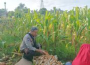 Solusi Tekan Inflasi Dapur, Polsek Batulayar Ajak Warga Maksimalkan Pelevelan Pekarangan