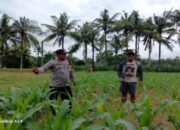 Upaya Polsek Gerung Wujudkan Mandiri Pangan Lewat Diversifikasi Pertanian Warga
