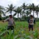 Polsek Gerung Dampingi Petani Jagung Giri Tembesi Perkuat Ketahanan Pangan Desa